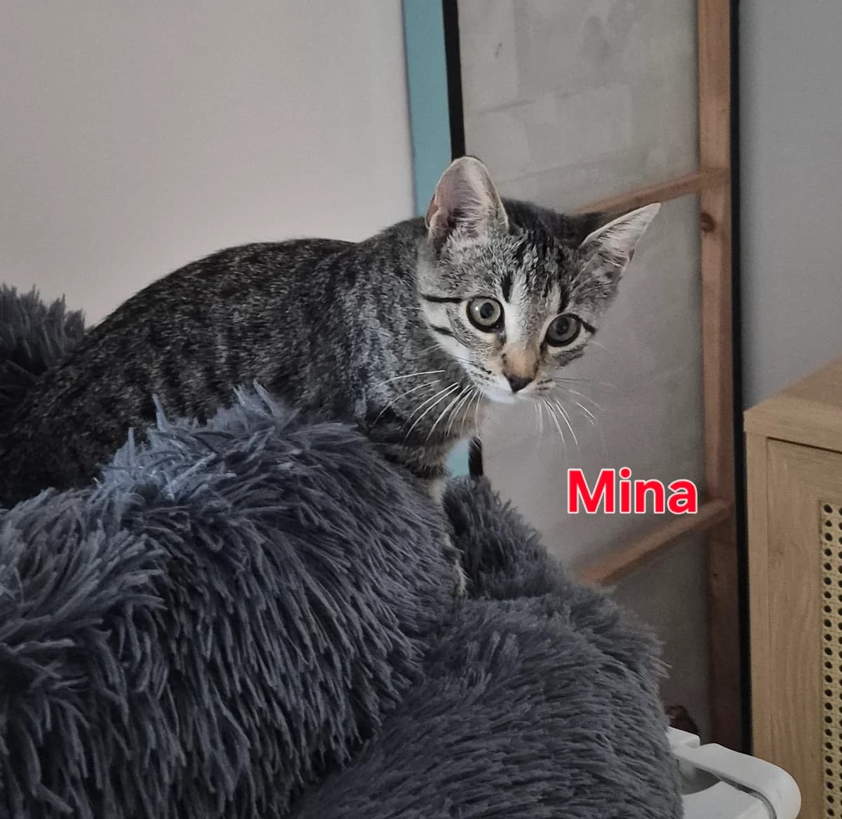 Mina & Luna, female European Shorthair for adoption at Tierheim Gütersloh, Gütersloh
