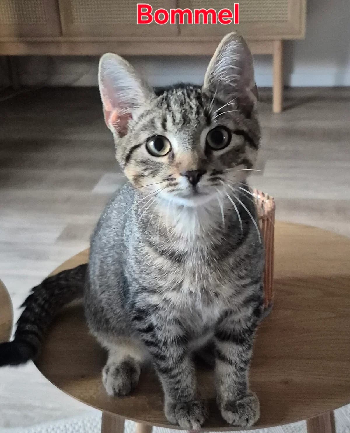 Knopf & Bommel, male European Shorthair for adoption at Tierheim Gütersloh, Gütersloh