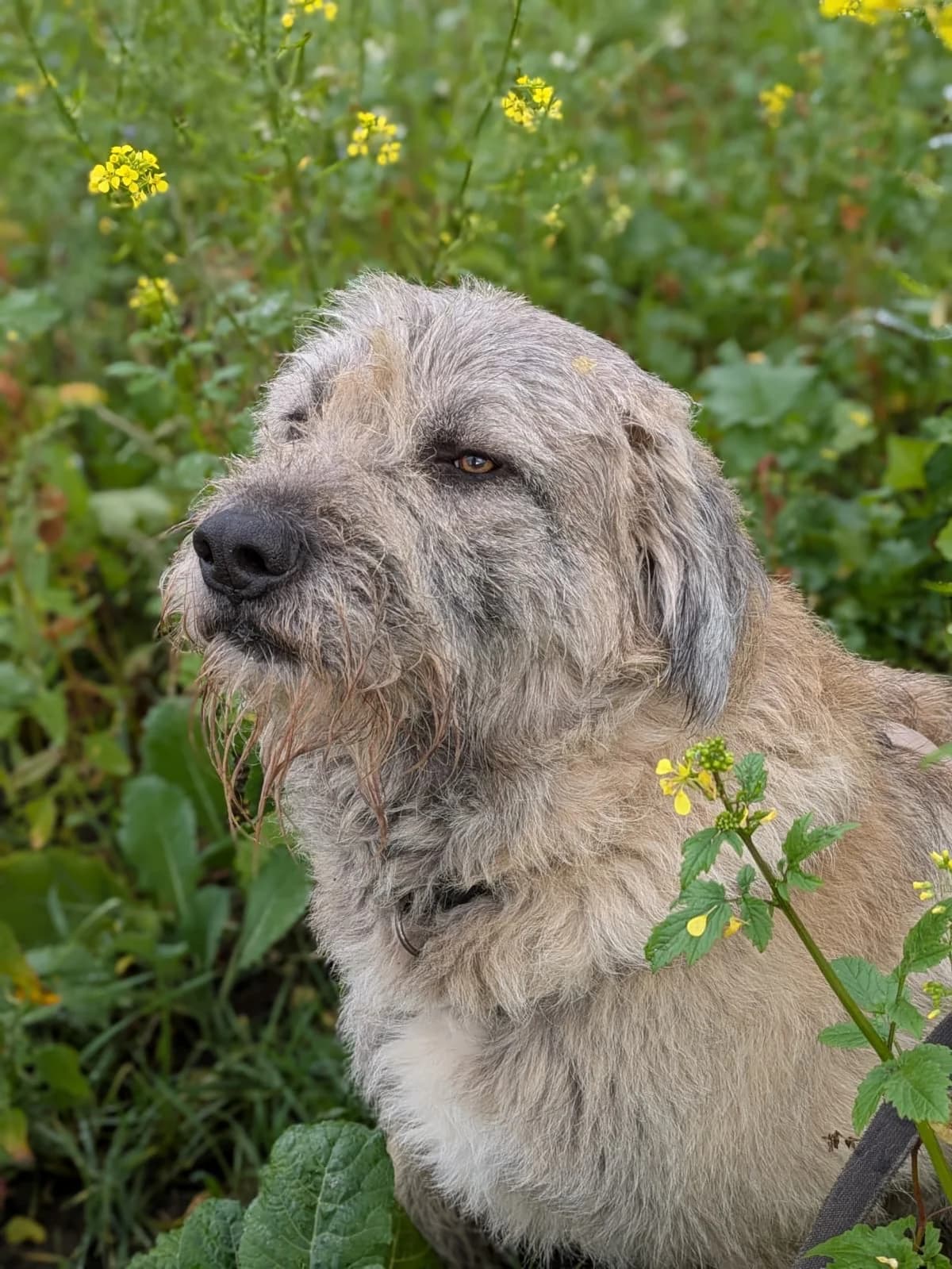 Eddie, male Romanian Shepherd for adoption at Tierschutzverein Gütersloh, Gütersloh