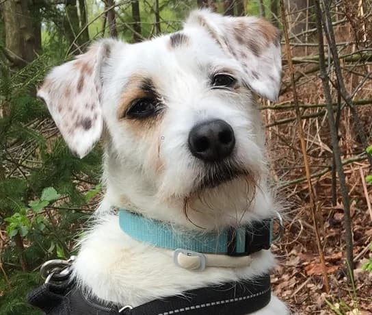 Gino, male senior mixed breed for adoption at Tierschutzverein Gütersloh, Gütersloh