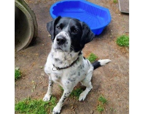 Keks, male mixed breed for adoption at Tierschutzverein Gütersloh, Gütersloh