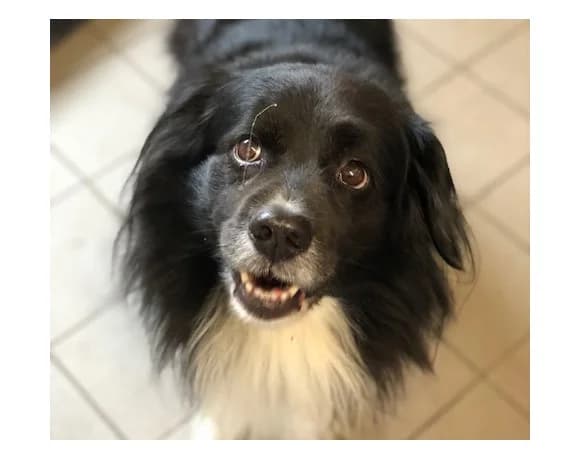Nero, male Mixed Breed for adoption at Tierheim Gütersloh, Gütersloh
