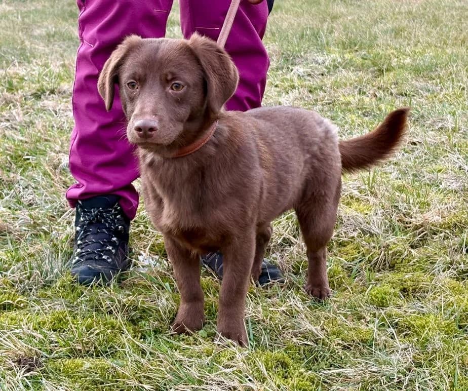 Rochelle, Mixed Breed for adoption at Tierschutzverein Hagen, Hagen