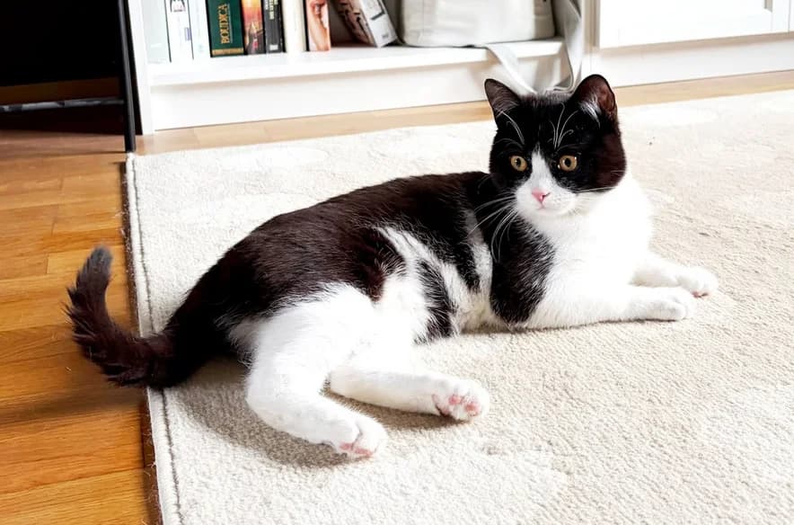 Junger, hübscher Kater sucht bald ein Zuhause, male Mixed Breed for adoption at Tierschutzverein Hagen, Hagen