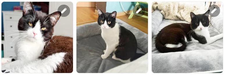 Kater Jimmy sucht Couch, male Mixed Breed for adoption at Tierschutzverein Hagen, Hagen