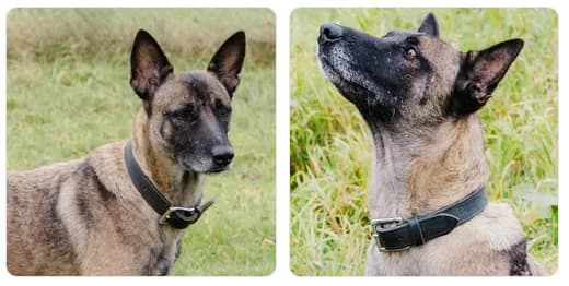 Notfall: Malinois Hündin Alba sucht ein neues Zuhause, female puppy Belgian Malinois for adoption at Tierschutzverein Hagen, Hagen