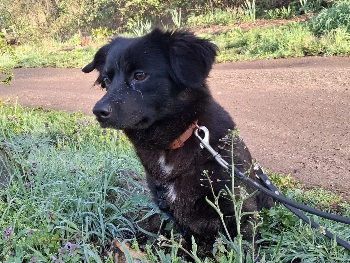 Coco,  German Shepherd for adoption at Tierheim Halle, Halle