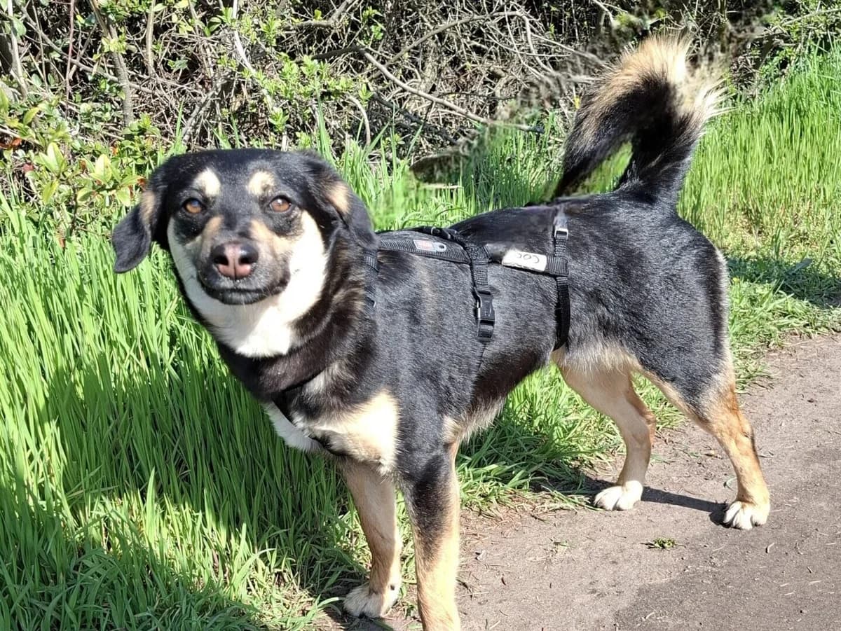 Coco,  Mixed Breed for adoption at Tierheim Halle, Halle