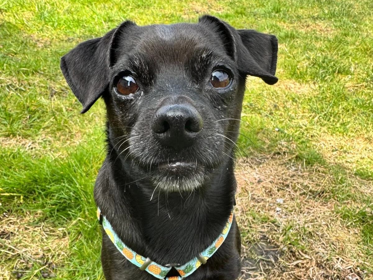 Lotta,  Mixed Breed for adoption at Tierheim Halle, Halle