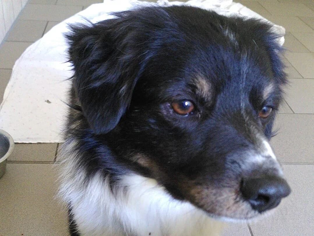 Tavi,  German Shepherd for adoption at Tierheim Halle, Halle