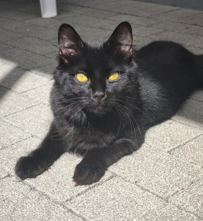 Emil und Bonita, male British Shorthair for adoption at Tierschutzverein Hamm, Hamm