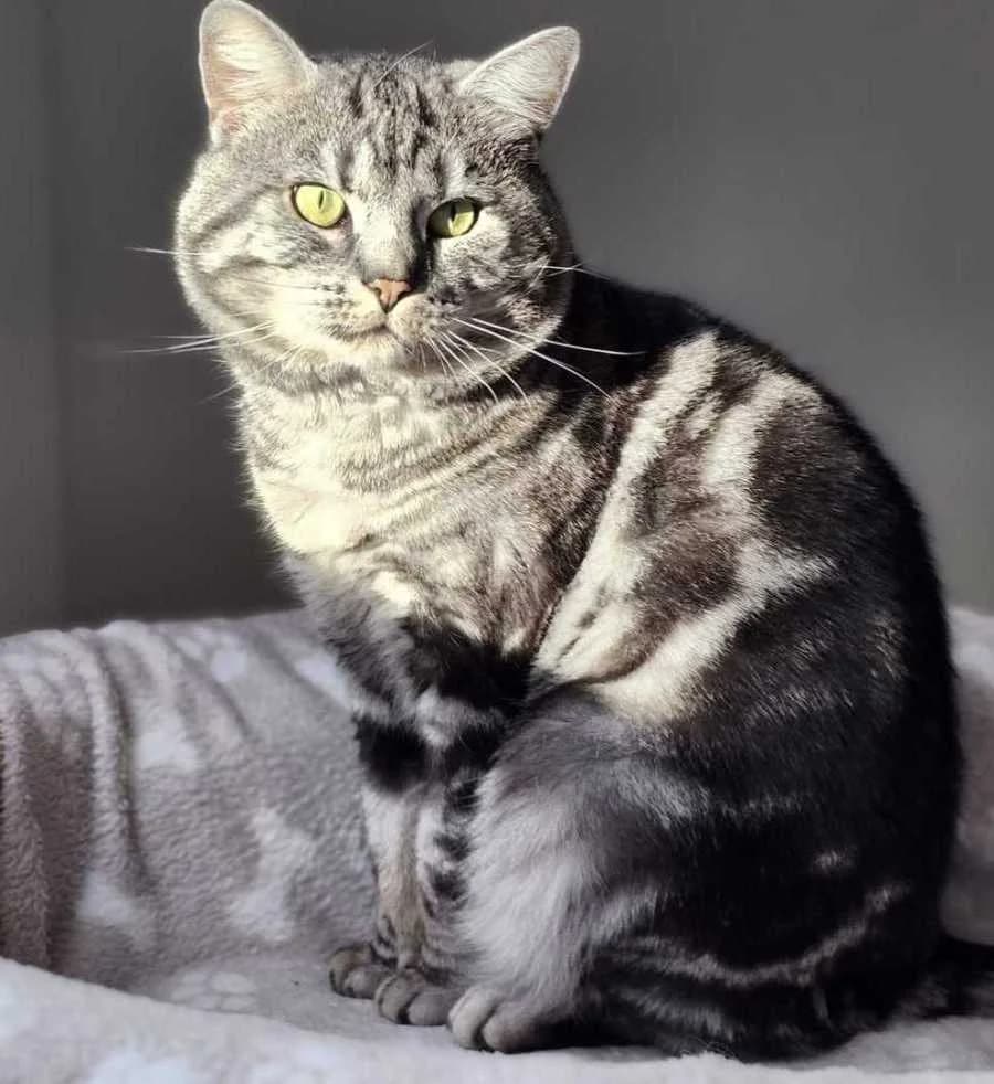 Sammy, male British Shorthair for adoption at Tierschutzverein Hamm, Hamm