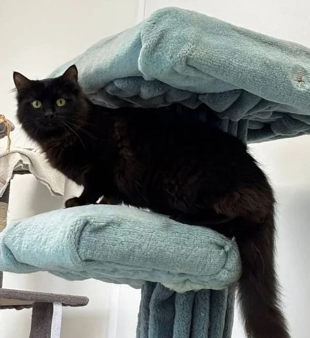 Sammy, male British Shorthair for adoption at Tierschutzverein Hamm, Hamm