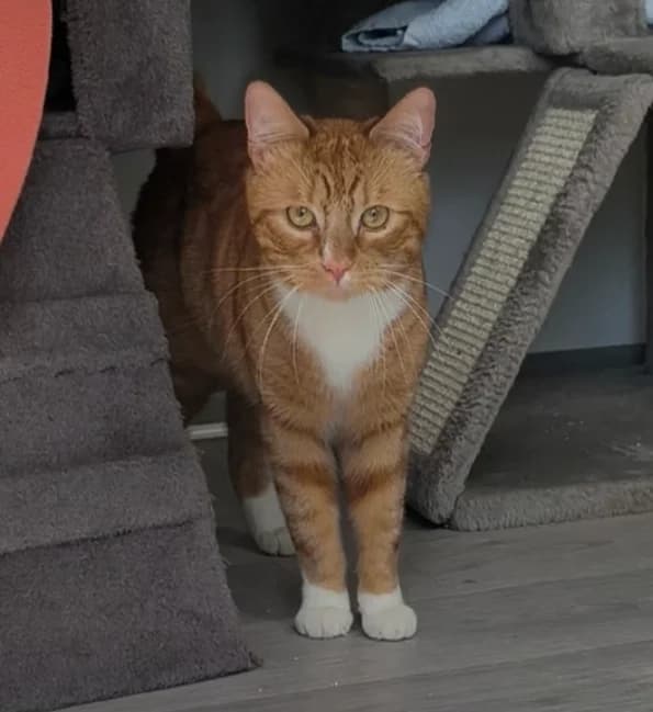 Emil und Bonita, male British Shorthair for adoption at Tierschutzverein Hamm, Hamm
