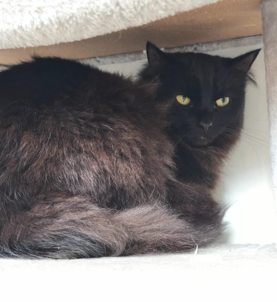 Foreman, male British Shorthair for adoption at Tierschutzverein Hamm, Hamm