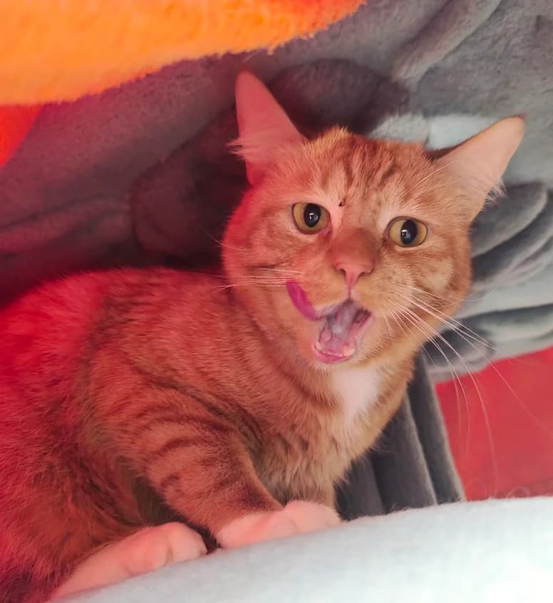 Melodie, female 4yo British Shorthair for adoption at Tierschutzverein Hamm, Hamm