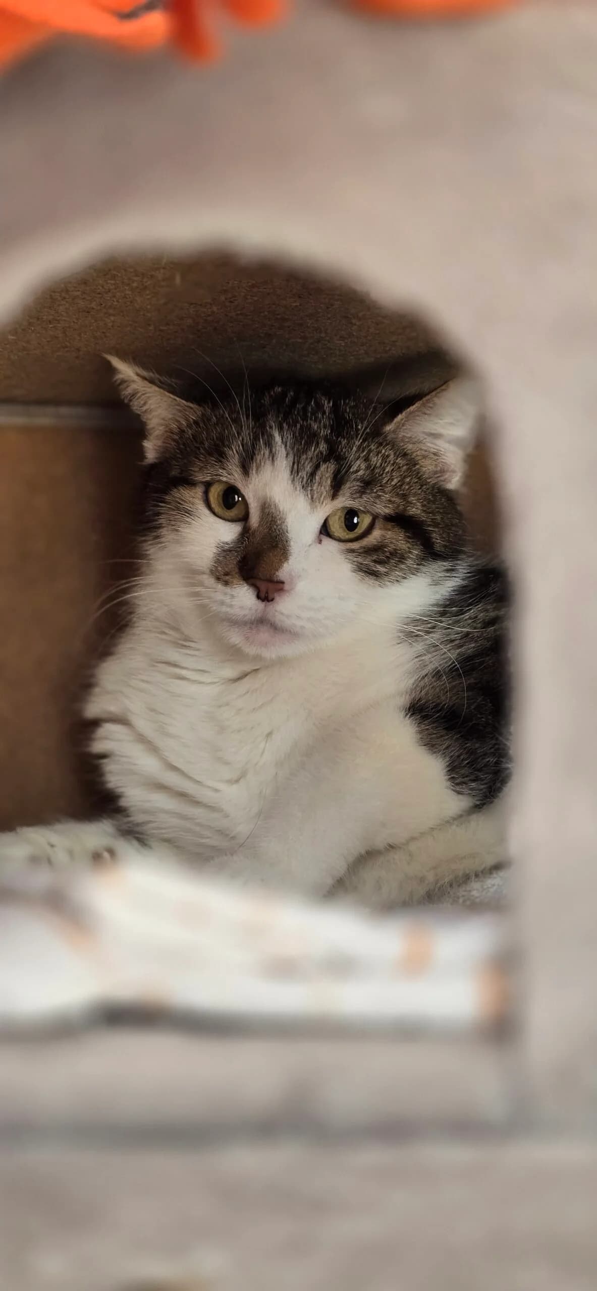 Barbuda, female Mixed Breed Cat for adoption at Tierheim Hannover, Hannover