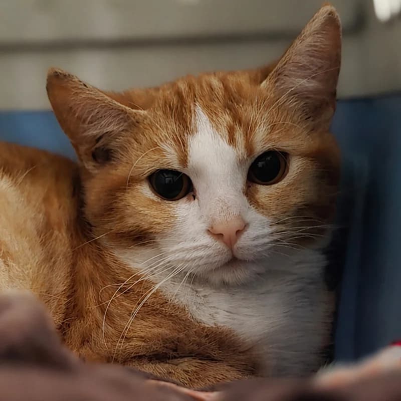 Benno, male Mixed Breed Cat for adoption at Tierheim Hannover, Hannover