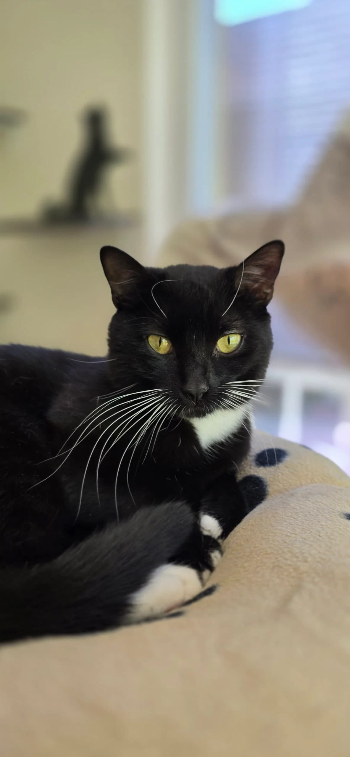 Chester, male Mixed Breed Cat for adoption at Tierheim Hannover, Hannover