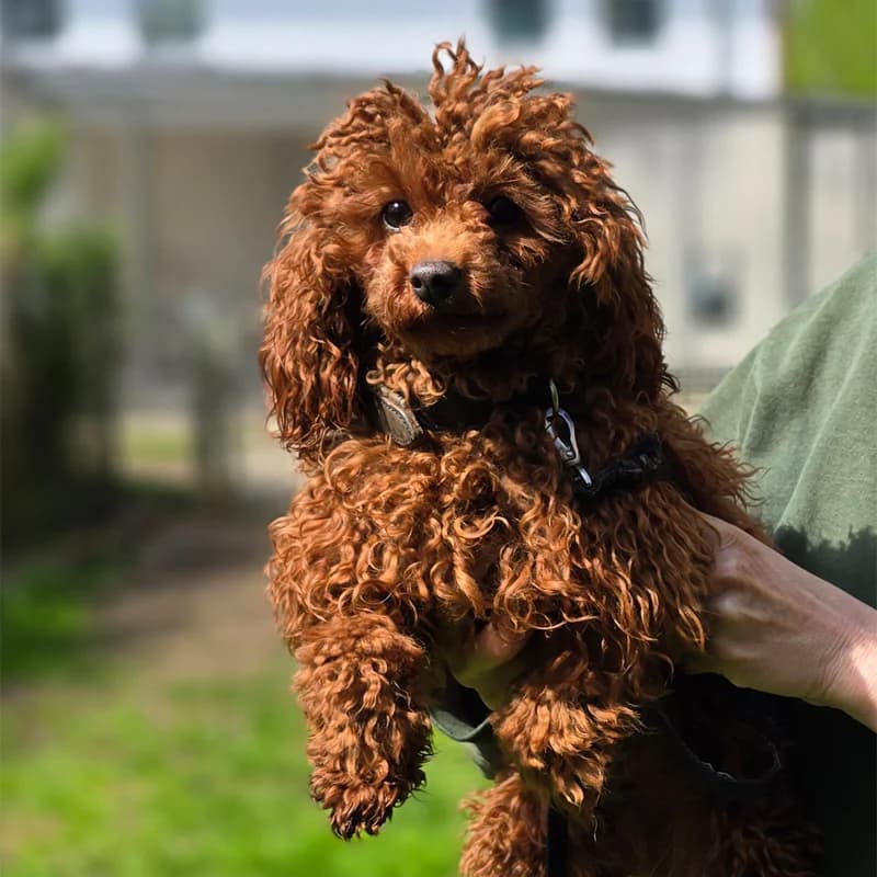 Cora, female Poodle for adoption at Tierheim Hannover, Hannover