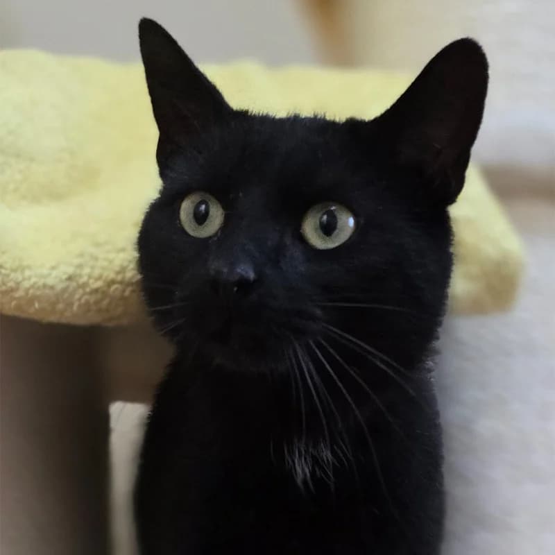 Daisy, female Mixed Breed Cat for adoption at Tierheim Hannover, Hannover