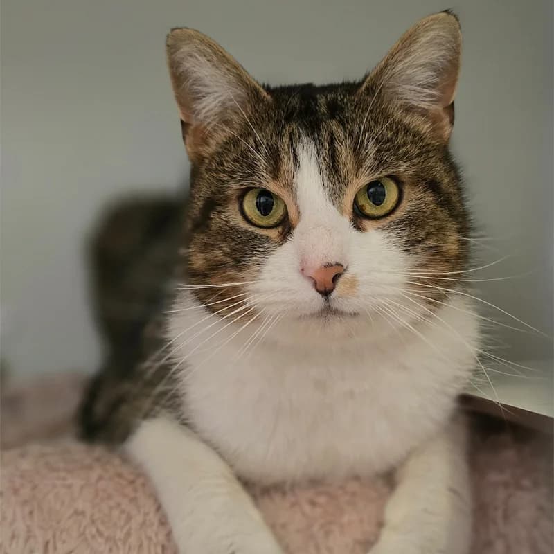 Darlingo, male Mixed Breed Cat for adoption at Tierheim Hannover, Hannover