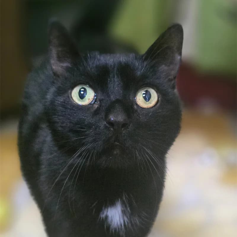 Doloris, female Mixed Breed Cat for adoption at Tierheim Hannover, Hannover