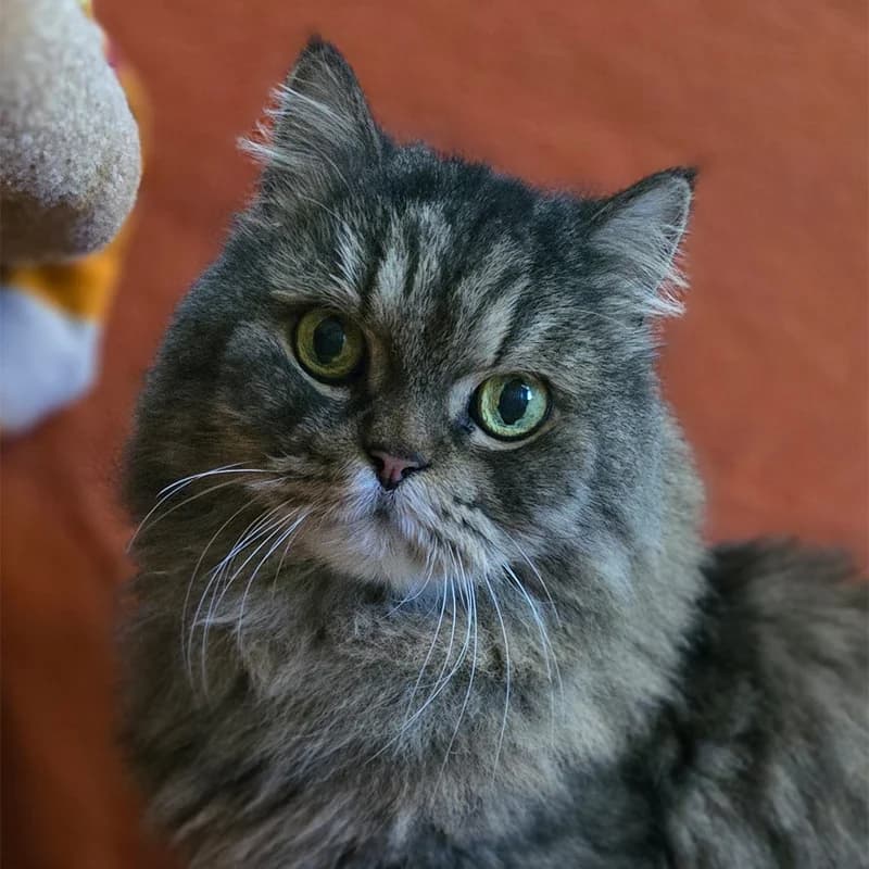 Gizmo, male senior Persian for adoption at Tierheim Hannover, Hannover