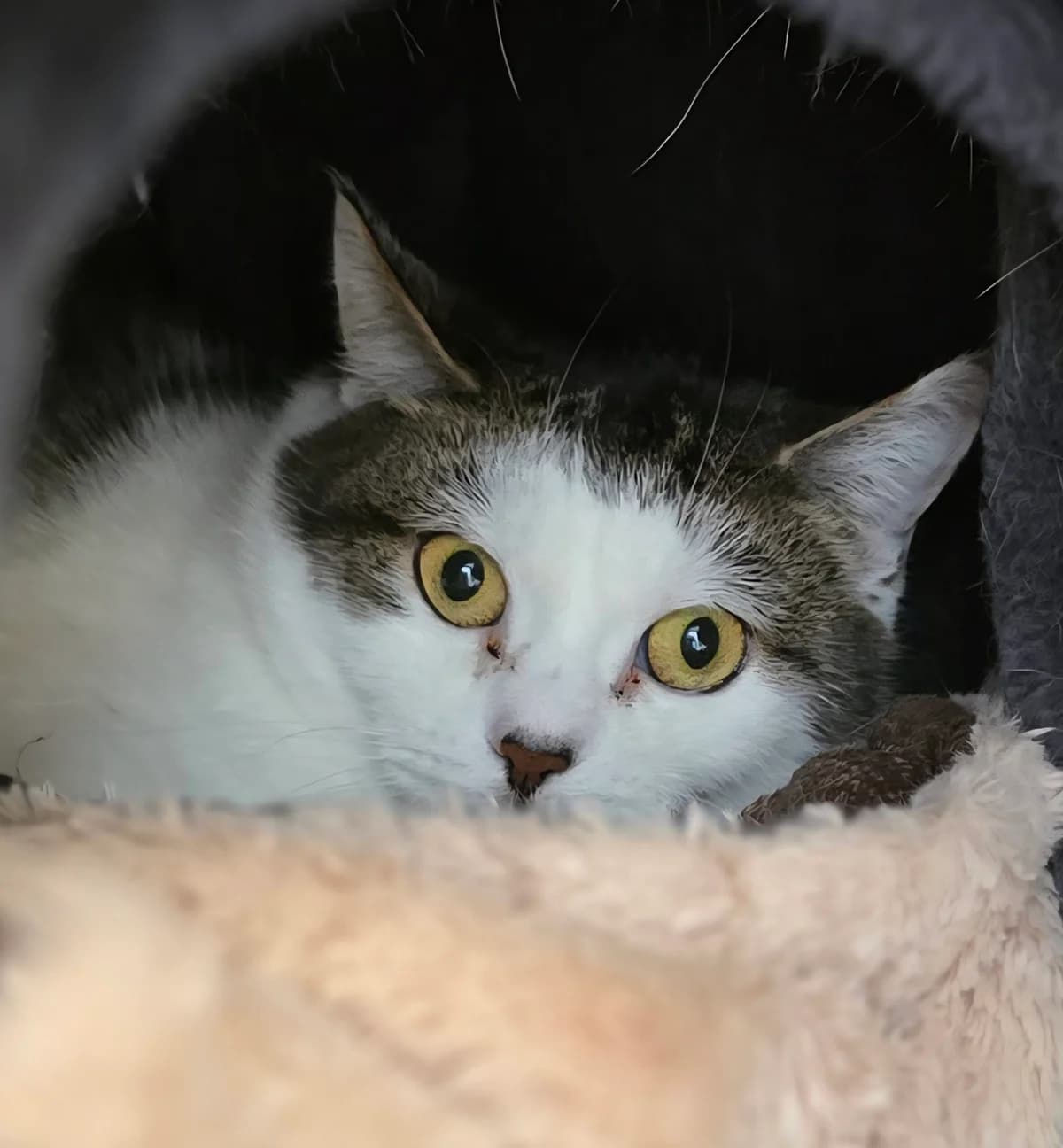 Grenada, female Mixed Breed Cat for adoption at Tierheim Hannover, Hannover