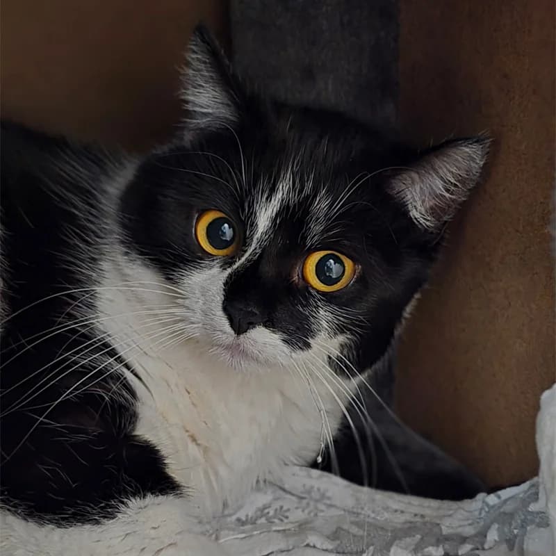 Haiti, female Mixed Breed Cat for adoption at Tierheim Hannover, Hannover