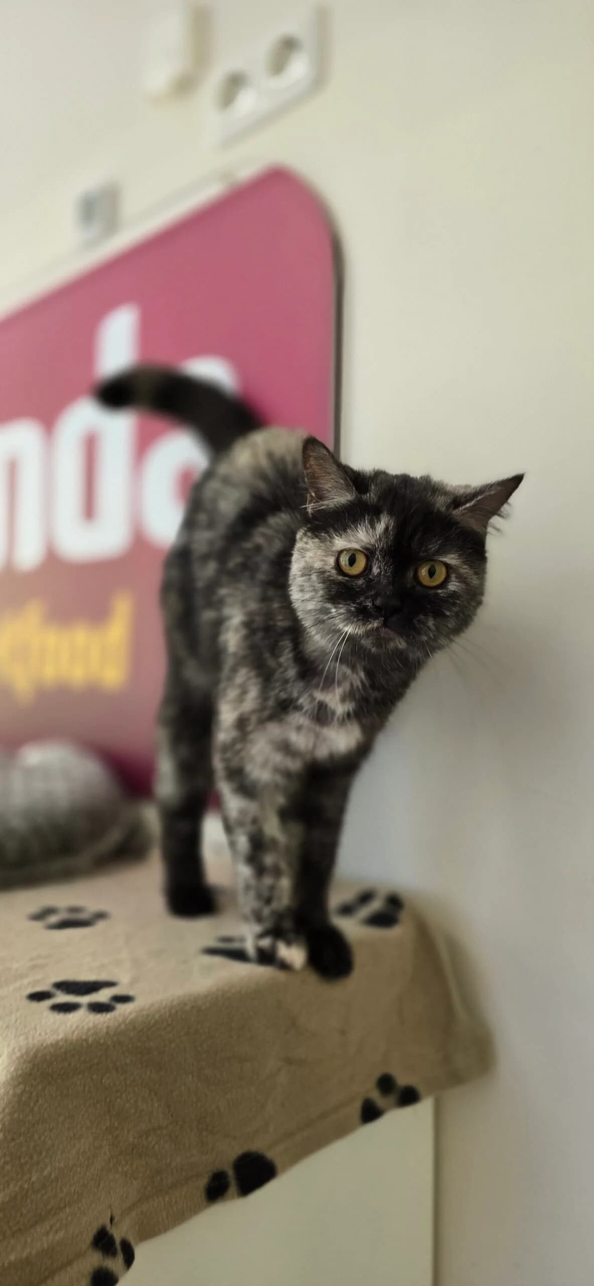 Hilma, female British Shorthair for adoption at Tierheim Hannover, Hannover