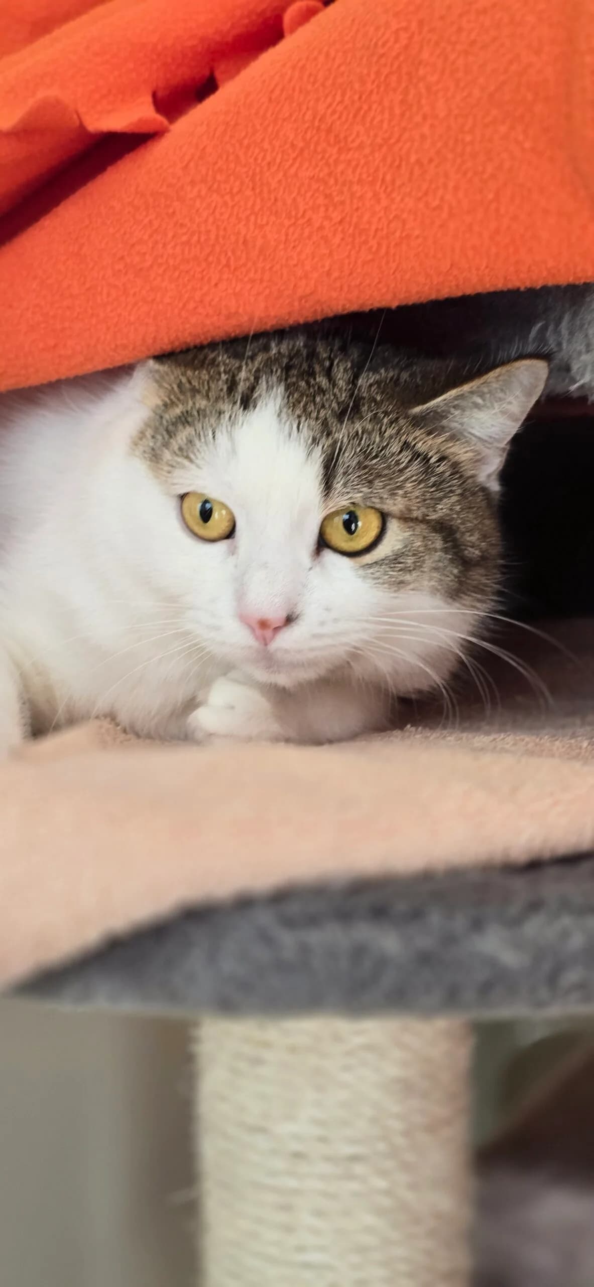 Liberia, female Mixed Breed Cat for adoption at Tierheim Hannover, Hannover