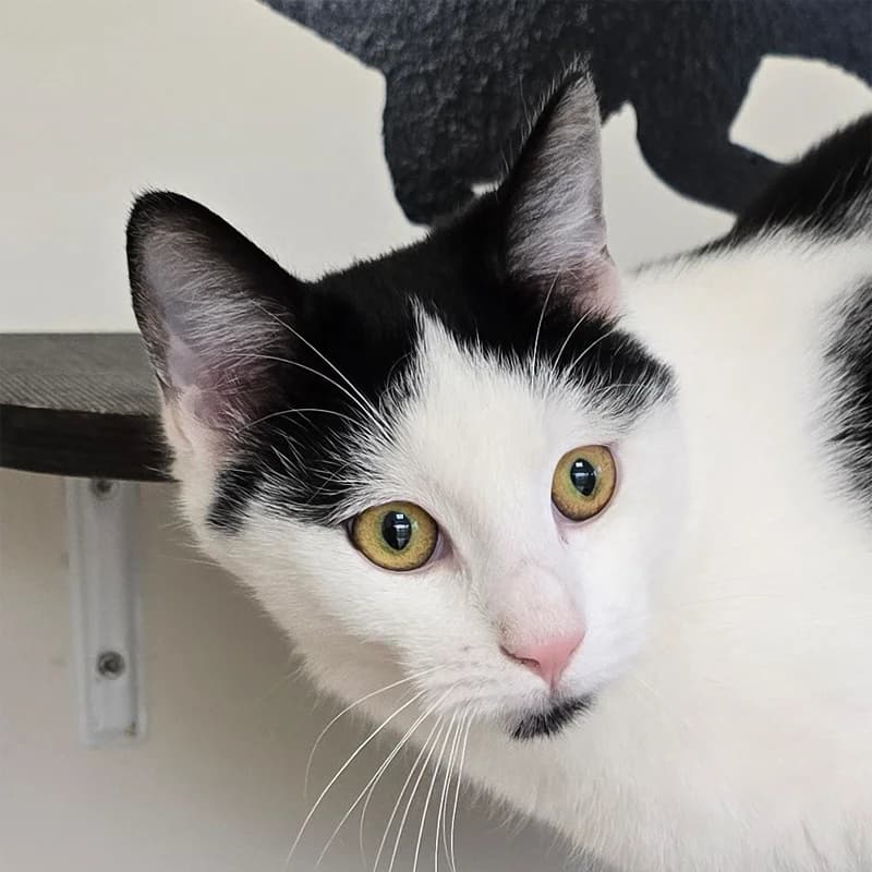 Milo, male Mixed Breed Cat for adoption at Tierheim Hannover, Hannover