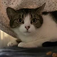 Nauru, female Mixed Breed Cat for adoption at Tierheim Hannover, Hannover