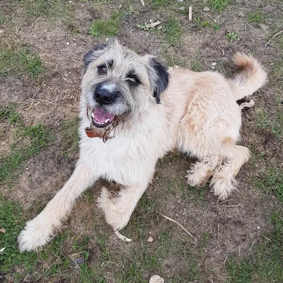 Hunde,  Mixed Breed for adoption at Tierheim Hannover, Hannover