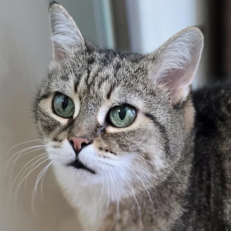 Venus, female Mixed Breed Cat for adoption at Tierheim Hannover, Hannover
