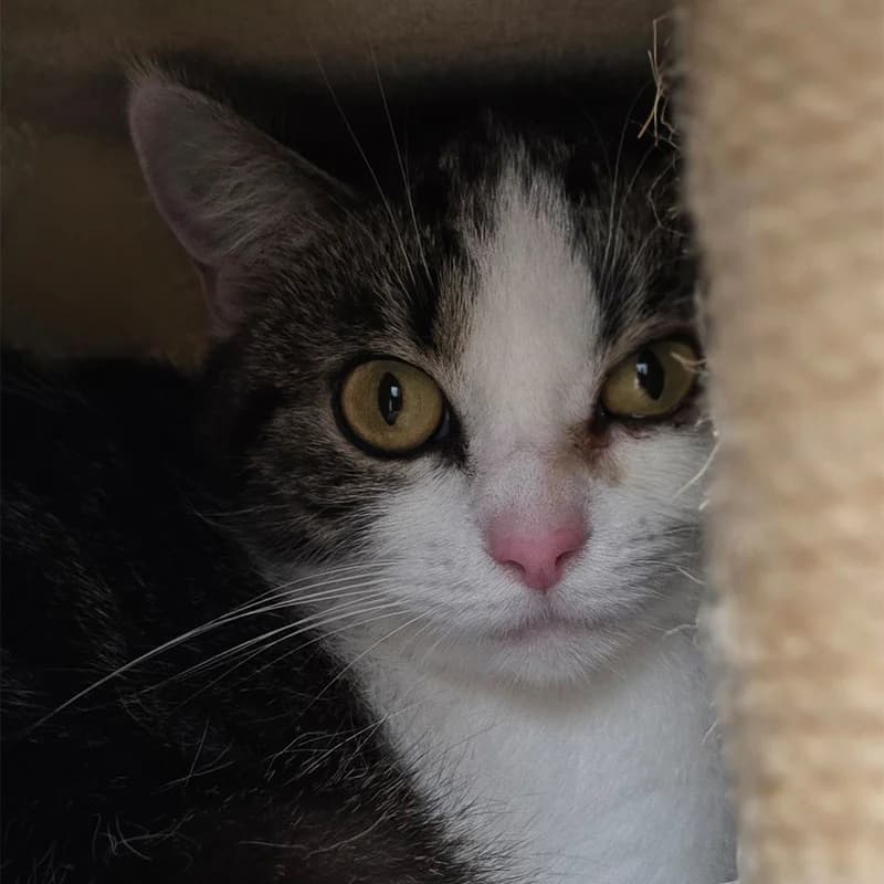 Zeire, female Mixed Breed Cat for adoption at Tierheim Hannover, Hannover