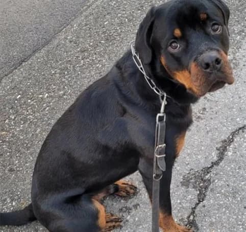 Avo, male 5yo Rottweiler for adoption at Tierheim Hauingen, Lörrach (Hau)
