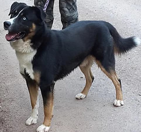 Ben, male senior Husky for adoption at Tierheim Hauingen, Lörrach (Hau)