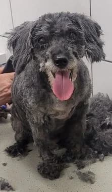 Betsie, female senior Poodle for adoption at Tierheim Hauingen, Lörrach (Hau)