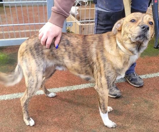 Brownie, male Mixed Breed for adoption at Tierheim Hauingen, Lörrach (Hau)