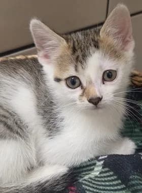 Candy res., Cendra, Clown & Casper res,  mixed breed for adoption at Tierheim Hauingen, Lörrach (Hau)