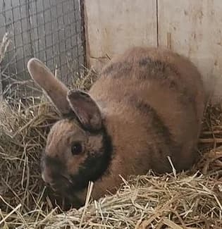 LaaLaa & Dipsy,  mixed breed for adoption at Tierheim Hauingen, Lörrach (Hau)