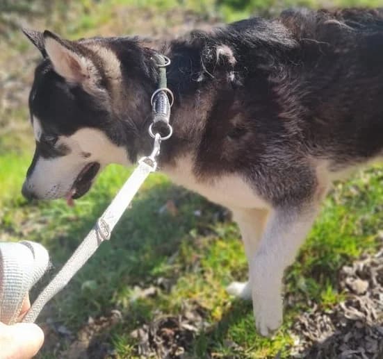 Finn, male young Husky for adoption at Tierheim Hauingen, Lörrach (Hau)