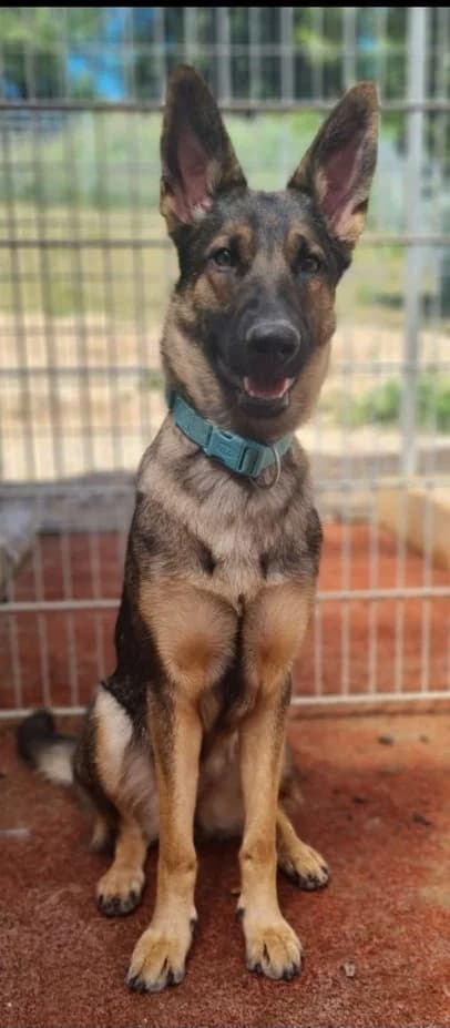 Frieda, female German Shepherd for adoption at Tierheim Hauingen, Lörrach (Hau)
