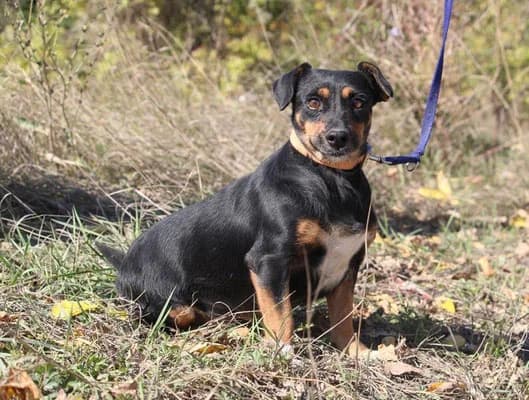 Ivie, female 5yo Mixed Breed for adoption at Tierheim Hauingen, Lörrach (Hau)