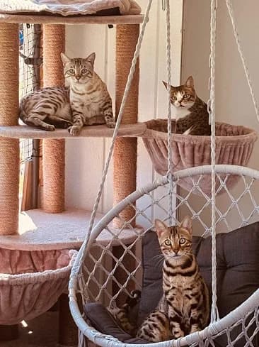 Bailey, Baghira & Milow,  Bengal for adoption at Tierheim Hauingen, Lörrach (Hau)