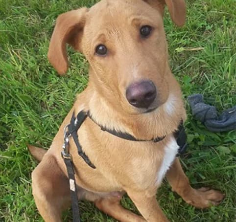 Kermit, male 5yo Mixed Breed for adoption at Tierheim Hauingen, Lörrach (Hau)