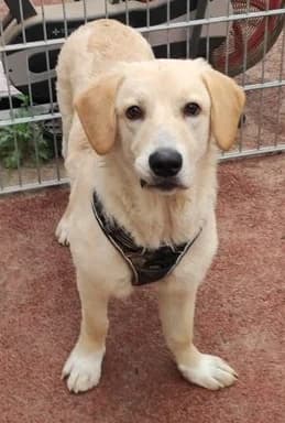 Leo, male Mixed Breed for adoption at Tierheim Hauingen, Lörrach (Hau)