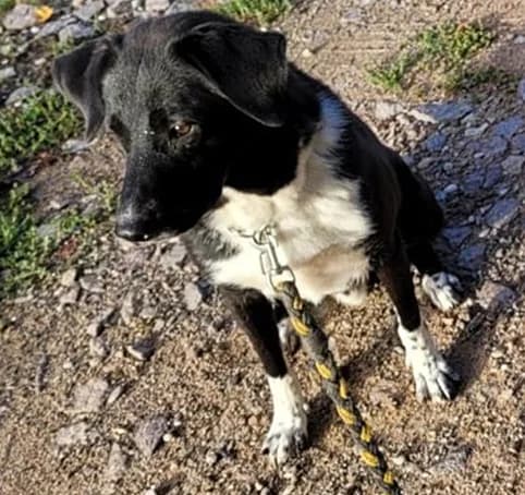 Lucky, male senior Mixed Breed for adoption at Tierheim Hauingen, Lörrach (Hau)